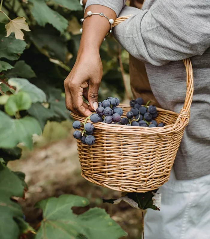 Organic farms avoid toxic inputs, improve soil health, grow clean, sustainable food that supports nature.