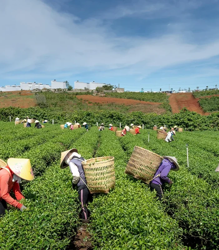 Organic farms avoid toxic inputs, improve soil health, grow clean, sustainable food that supports nature.